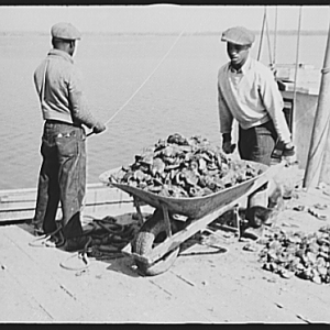 Unloading oysters, Rock Point, Maryland, 1941