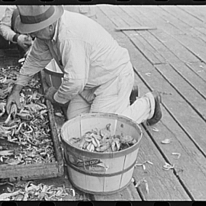 Sorting the cooked crabs for shipping. Rock Point, Maryland, 1941