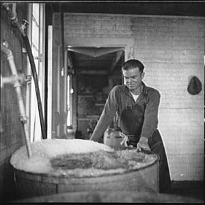Washing oysters. Rock Point, Maryland, 1936