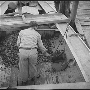 Unloading the oyster boat. Rock Point, Maryland, 1936
