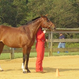 carles county fair 4h horse show 06