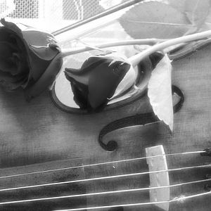 Violin & Roses B&W
