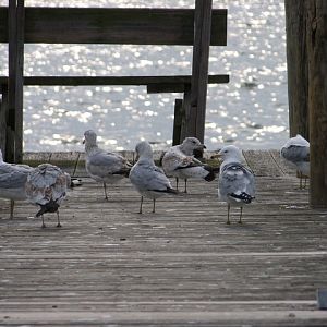 Flock of SeaGulls