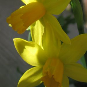 minuature daffodills