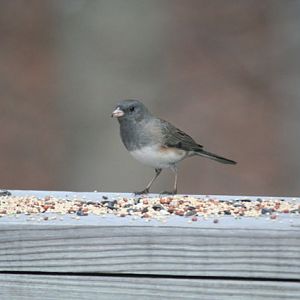 Dark-eyed Junco