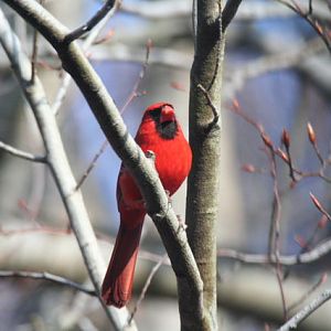 northern cardinal, male