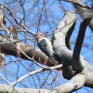 red-bellied woodpecker, female