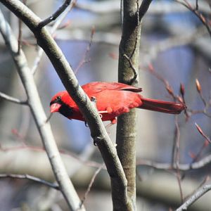 northern cardinal, male