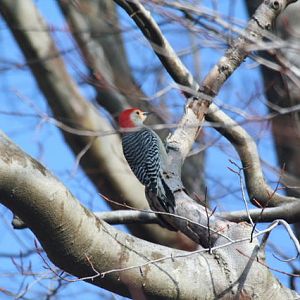 red-bellied woodpecker, male