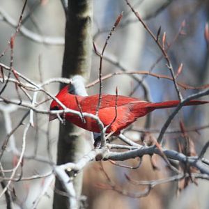 northern cardinal, male