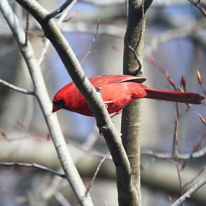 northern cardinal, male