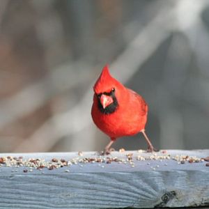 northern cardinal, male