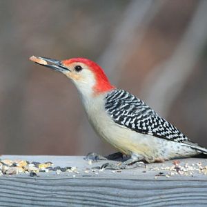 red-bellied woodpecker,  male