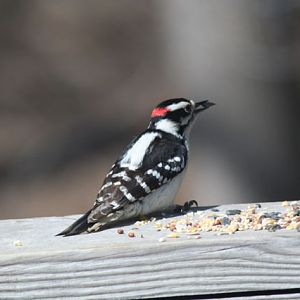 yellow bellied sapsucker