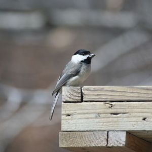 chickadee