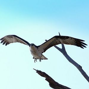 OSPREY IN FLIGHT