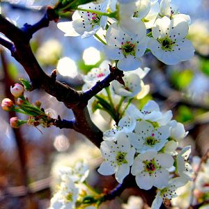 SPRING BLOOM