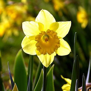 DAFODIL LIGHT