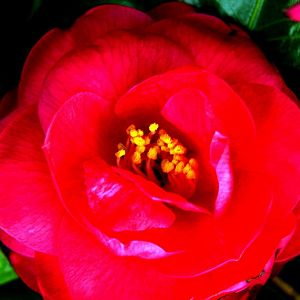 OLD RED  --  PEONY BLOOM