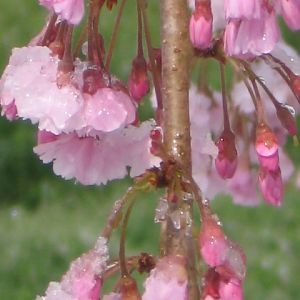 Snowy blossoms