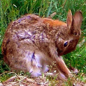 HOPPY  ---  Taking time out to groom.