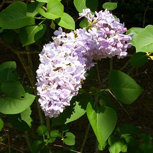 Lylock, Sunny Blooms