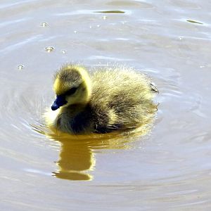 BABY CANADIAN GOOSE