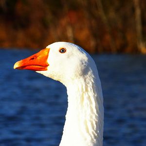 WHITE CANADIAN GOOSE