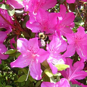 Bumble Bee Likes Azaleas