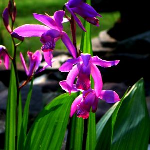 Spring around the pond