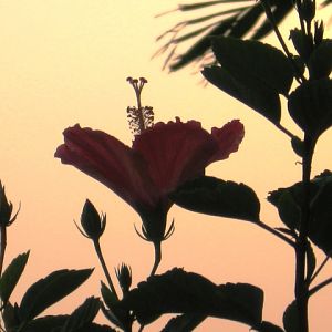 Hibiscus at Sunset
