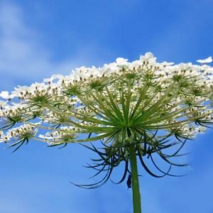 Queen Anne's Lace and Friend