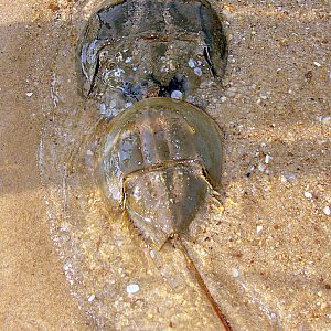 Pair of HORSE SHOE CRABS