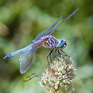 Dragonfly (Blue Dasher) on catnip bud.