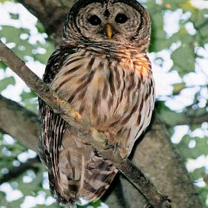 Barred Owl