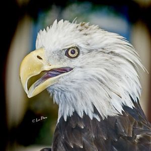 "Hali" a mature Bald Eagle