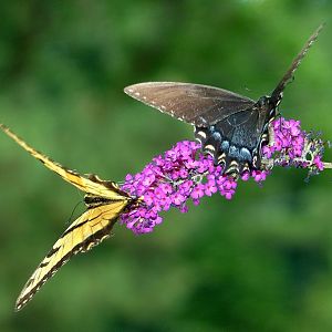 Blue and Yellow    Swallowtail Butterflies