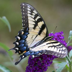 Blue and Yellow    Swallowtail Butterflies
