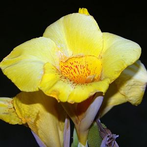 TROPICAL YELLOW LILLIE