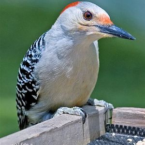 Female Red Bellied Woodpecker