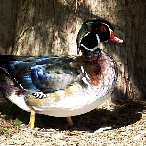 Wood Duck