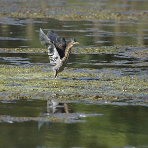 Green Heron - Bowie