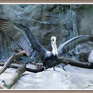 Brown Pelican