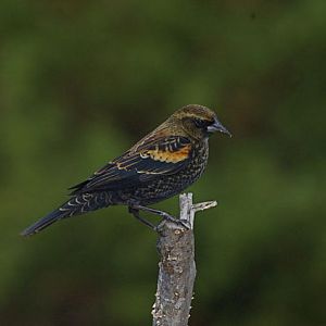 Red-wing blackbird (first year)