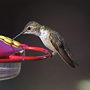 December Hummingbird