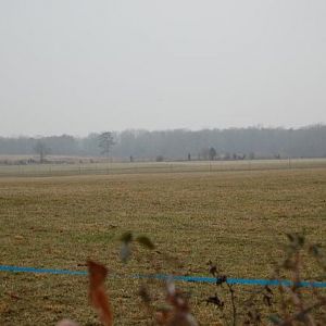 Where the Belvedere cows really grazed, on Millison's farm just south of th