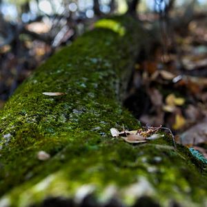 Mossy log