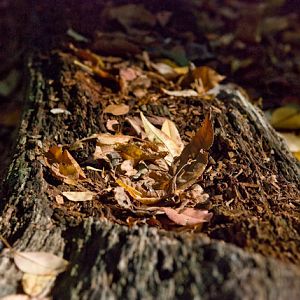 Rotten log collecting leaves