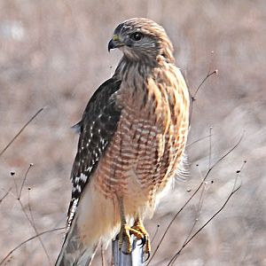 Red Shouldered Hawk