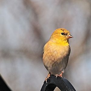 Early Spring Female Goldfinch